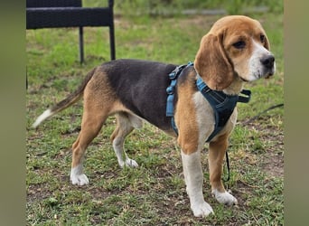 Leano sucht ein Beagle erfahrenes Heim