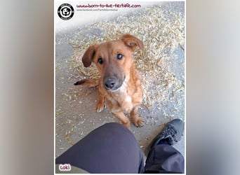 LOKI auf der Suche nach seinen Menschen für immer!