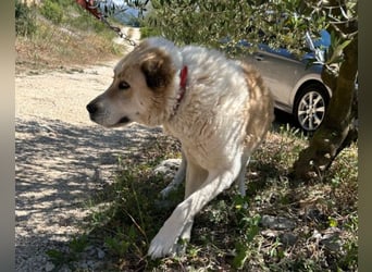 Jack ❤️ sichere Heimat gesucht!