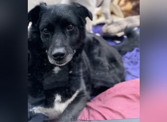 Labrador - Flat Coated Retriever Mix Rüde (5-7 Jahre, kastriert), freundlicher Anfängerhund