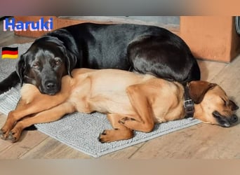 Haruki, 11/18 - VERMITTLUNGSHILFE, sucht DRINGEND