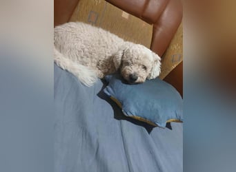 Kleiner Senior Tristan sucht sein Zuhause