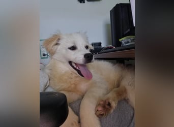 Zev - zuckersüßer Junghund sucht Zuhause
