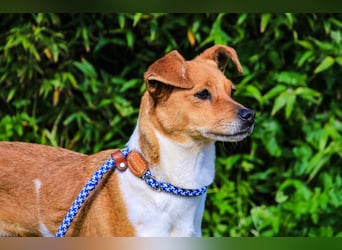 Holly, Mix Chihuahua / Beagle, lieb und verträglich