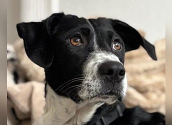 Wunderbare ♥♥ Wilma ♥♥ wartet bereits in 04157 Leipzig auf ihre Für-Immer-Menschen