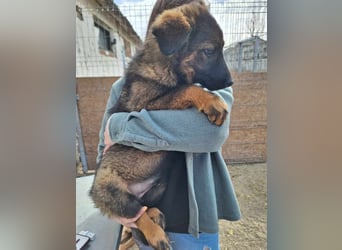 ESPRIT, Rüde, 5 Monate, aktuell 41cm, Mischling, Tierschutz