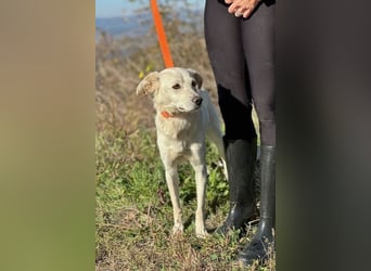 Miranda - Familie fürs Leben gesucht (82041 Deisenhofen)