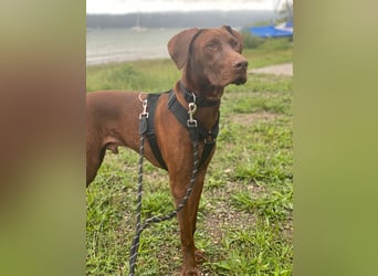 Pepito junger Doberman