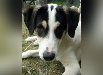 Frodo, bereits auf PS in DE, ist ein echter Hingucker und sucht ein wundervolles Zuhause!