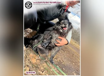 Freundliche QUEENIE sucht ein liebes Zuhause