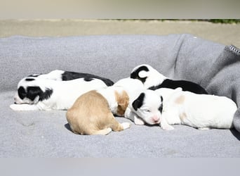 traumhaft hübscher Tibet Terrier Welpen aus erfahrender Zucht  sind geboren dürfen im Juni ausziehen