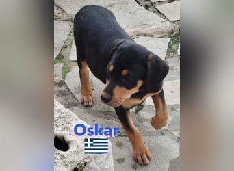 Oskar, 01/25 - Schlappohr sucht Wirkungskreis