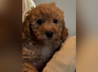 Schocolade farbige sehr schöne Welpen Maltipoo/mini Doodle
