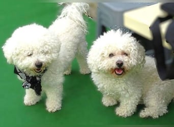 BUBI Bichon Mix