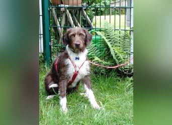 ♥GRETA♥ auf Pflegestelle bei Köln - ganz liebe, unkomplizierte anfangs etwas vorsichtige Hündin 50cm