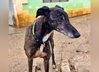 Hamu, RESERVIERT Galgo Rüde mit ruhigem zugewandten Gemüt
