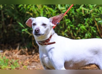Crystal, Mix Pinscher / Chihuahua, lieb und verträglich
