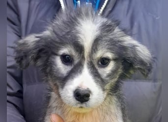 Tiara ❤️ aufgewecktes Husky-Mix Mädl