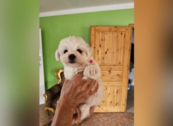 Bichon Frise Welpen