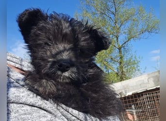Lulu ❤️ kleines, liebes Yorki-Mix Mädchen