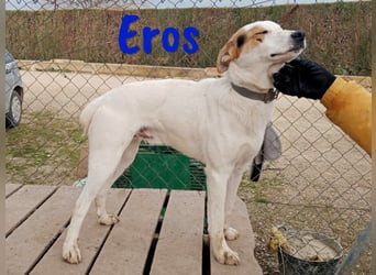Eros 03/2023 (ESP) - verschmuster und sozialer, junger Bodeguero Mix Rüde!