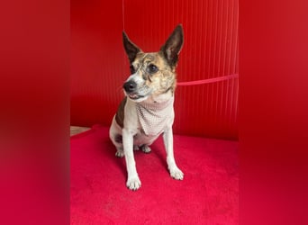 Trüffy, Foxterrier-Mix, Rüde, geb. am 26.09.2018, 30 cm, 9 kg