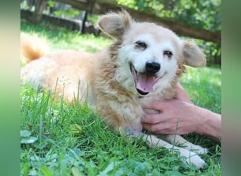 Lumpi, Mischling, geb. 2013, rüstiger Rentner möchte einmal Familienhund sein