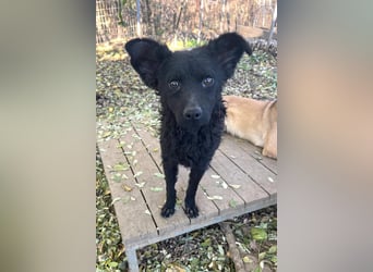Pfiffige PANCHO - neugierig, gechillt und verschmust