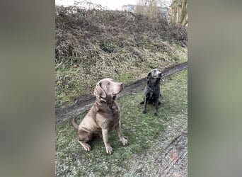 Labrador Welpen Weibchen Silber  Mädchen NRW Düsseldorf Viersen Köln