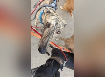 Toni, sucht ein liebevolles Zuhause