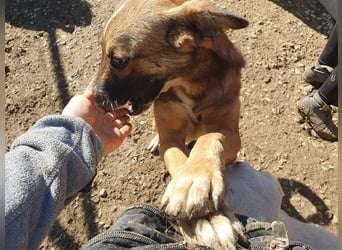 ♥NICO♥ verschmuster, sehr menschenbezogener, aufgeschlossener hübscher Rüde 47 cm