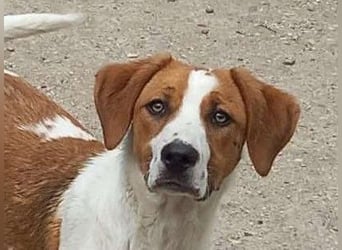 Herzensbrecher und Sunnyboy „Sammy“ - sucht seine Familie