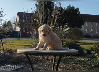 Wunderschöne Labradoodle Welpen, dürfen jetzt ausziehen!