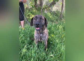 Ifi – eine Hundedame von Eleganz und Format!