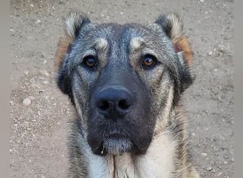 LILY❤️HSH-Mix-Hündin: eine echte Herzensbrecherin & sanfte Seele