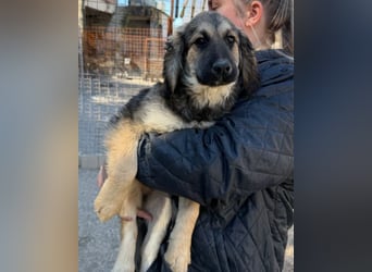 Julio ❤️ sozialer Jungrüde sucht dich!