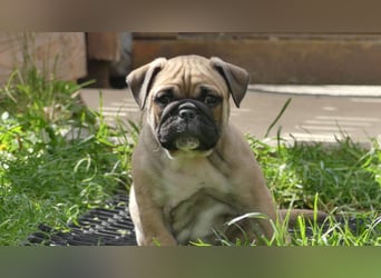 Zuckersüße Freiatmige Bulldoggenwelpen