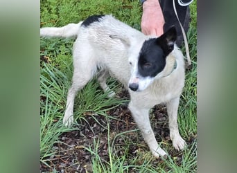 MONOKEL ca. 1 J. Border Colliemixhündin sucht Liebe