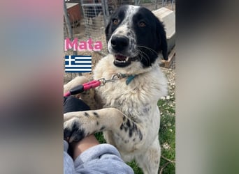 Mata, 09/23 - hübsche Begleiterin sucht ihren Menschenfreund