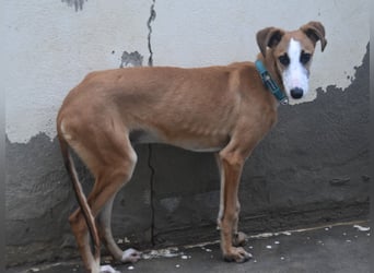 Dali 07/2024 (in Deutschland) - verspielter und neugieriger, wunderschöner junger Galgo!