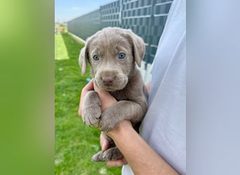 Labrador Welpen Weibchen Silber  Mädchen NRW Düsseldorf Viersen Köln