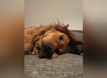 Milo Dark Golden Retriever Rüde katzenverträglich sucht erfahrenes Zuhause