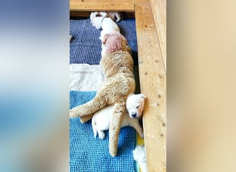 Golden Retriever Welpen