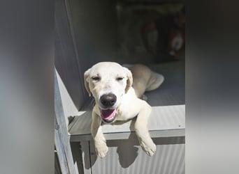 Diego: aufgeweckter Labrador-Welpe sucht Dich!