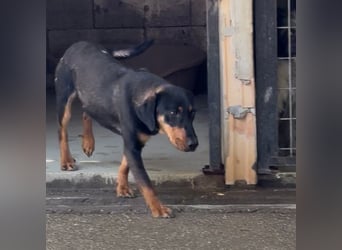 YARO – VORSICHTIGER JUNGHUND MIT SANFTEM WESEN