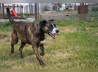 Max, freundlicher Boxer Mischling, geb. 2020