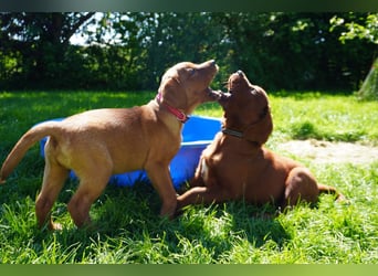 Labrador Retriever Foxred/ Dark Foxred - Therapie-, Assistenz-, Familienhunde