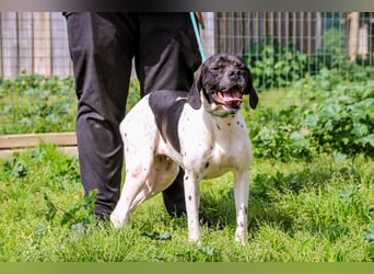 Pepa  - Englischer Pointer, lieb und verträglich