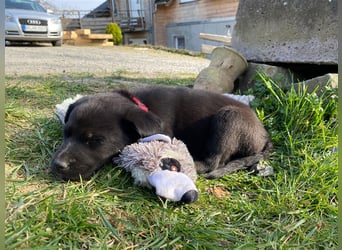 Australian Shepherd Labrador Welpen Aussiedor