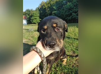 Darko Rottweiler Mischling Rüde Senior sucht Zuhause für immer oder Pflegestelle